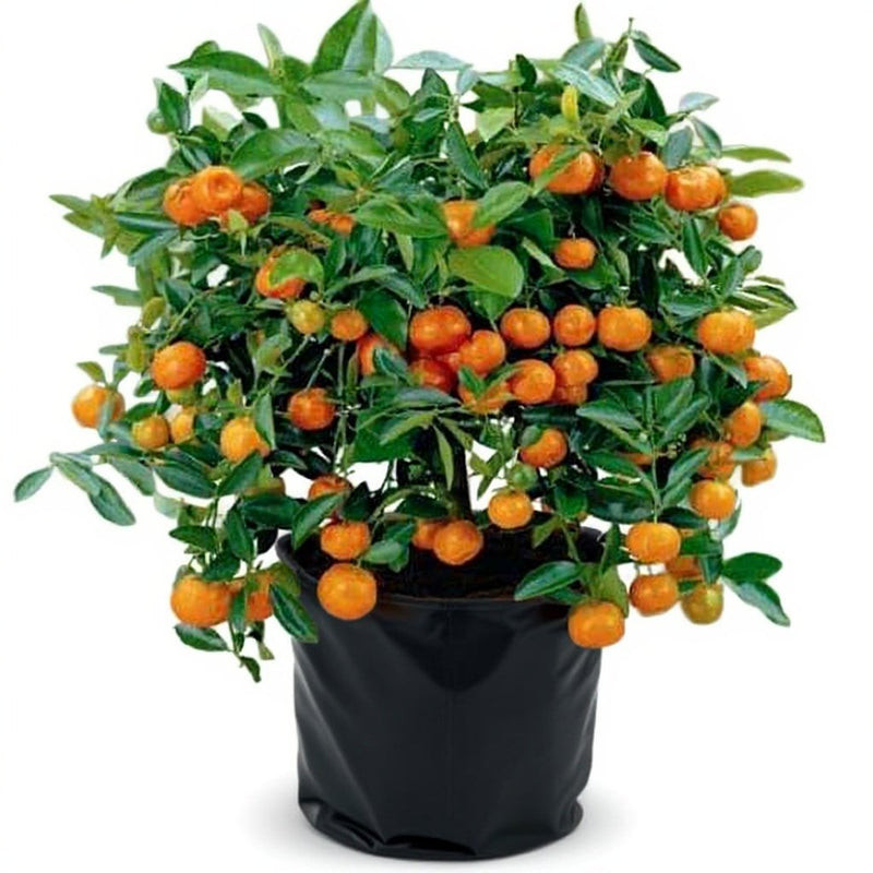 Ornamental Orange Fruit - 6" Grow bag