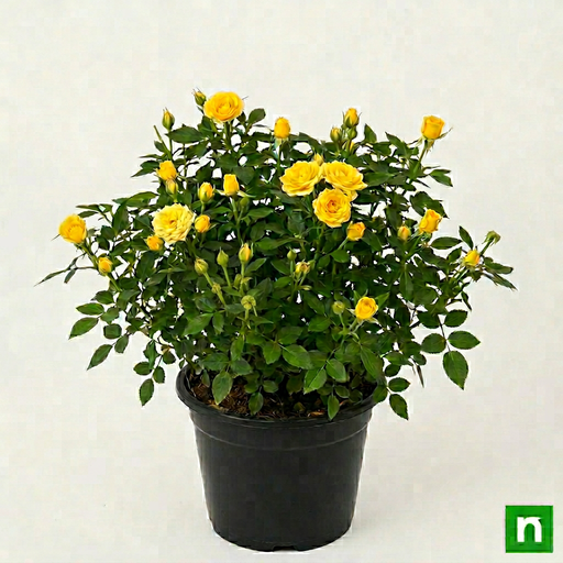 Miniature Rose Yellow - 6" Pot