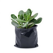 Jade Plant, Crassula ovata Variegated