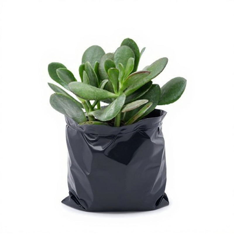 Jade Plant, Crassula ovata Variegated