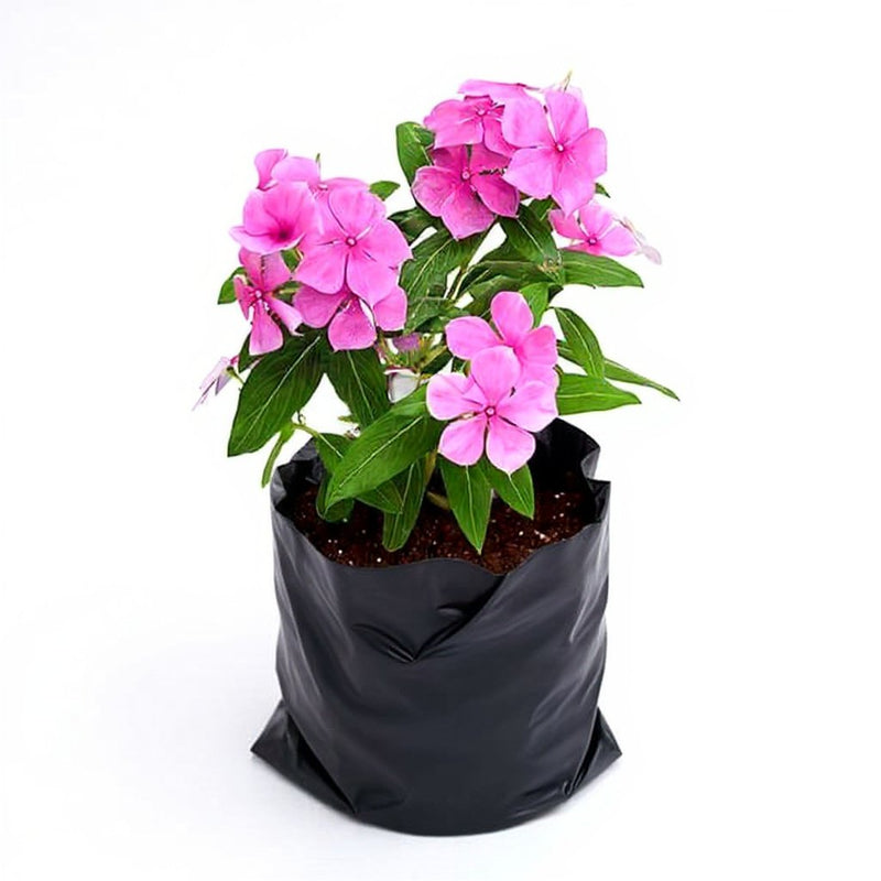 Vinca Periwinkle Mixed