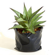Haworthia venosa
