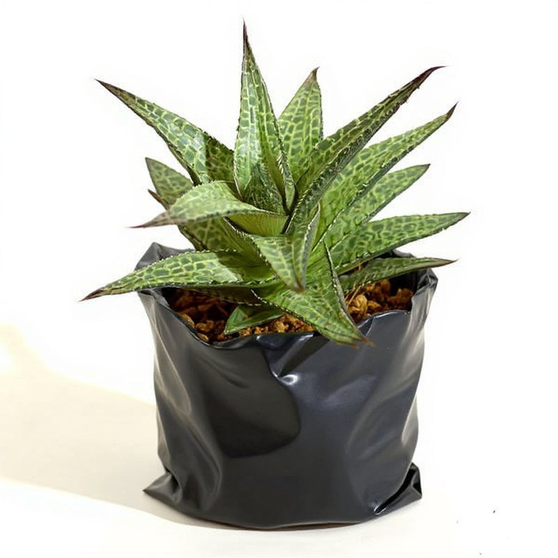 Haworthia venosa