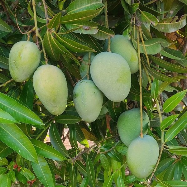 Mango Tree (Kesar, Grafted) - 10" Grow bag