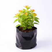 Zinnia Orange