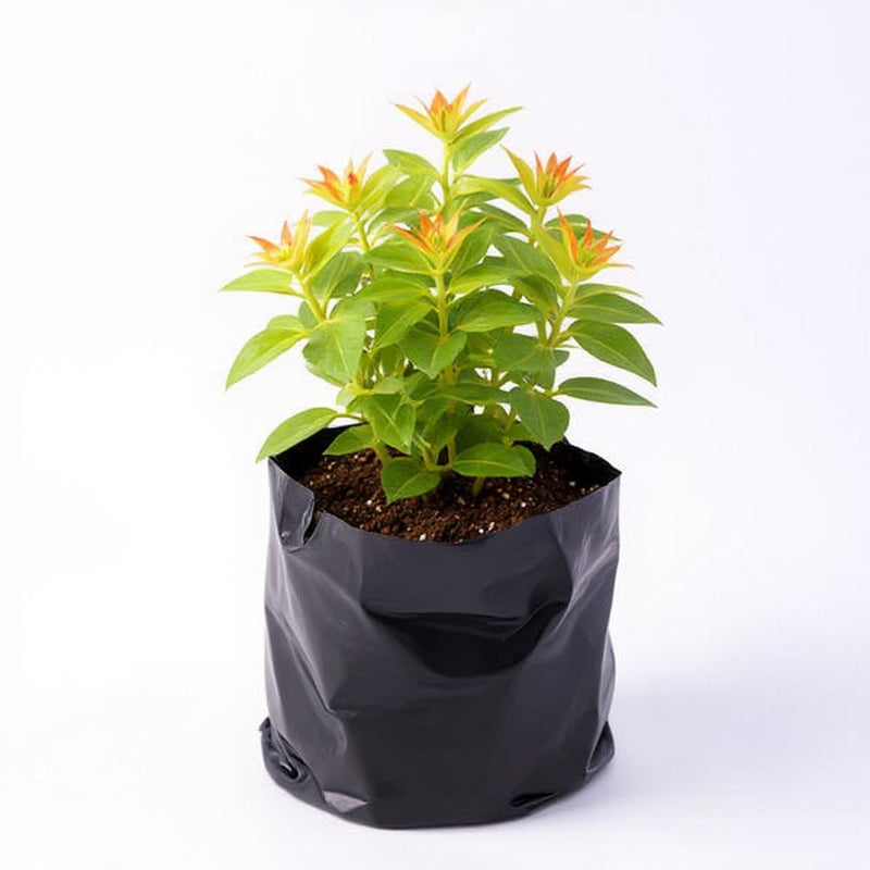 Zinnia Orange