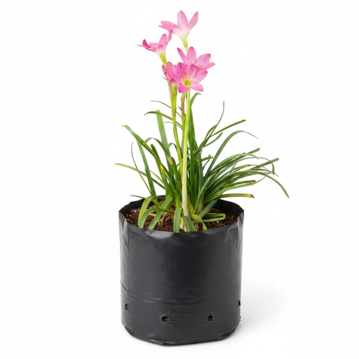 Rain Lily - 6" Grow bag