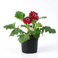 Gerbera Red - 6" Pot