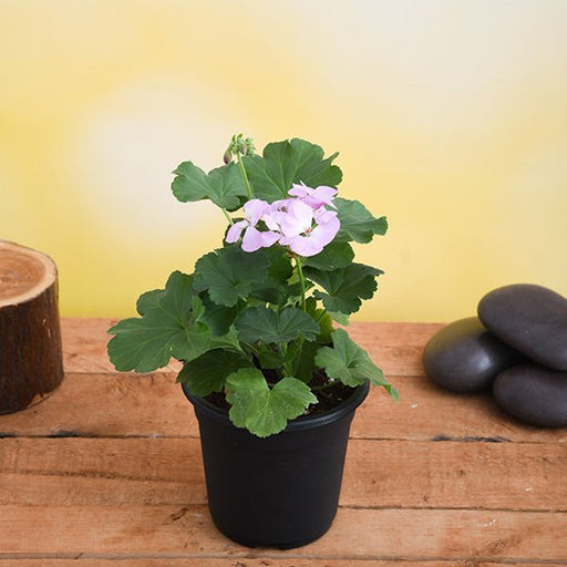 Geranium Ivy, Geranium Creeper Baby Pink - 6" Pot