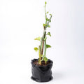Cissus Quadrangularis - 6" Grow bag