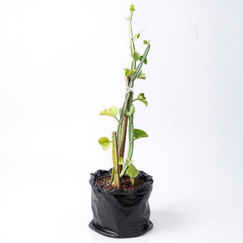 Cissus Quadrangularis - 6" Grow bag