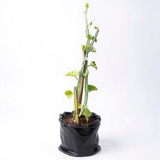 Cissus Quadrangularis - 6" Grow bag
