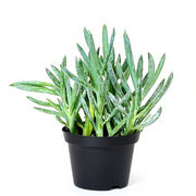 Senecio serpens - Succulent