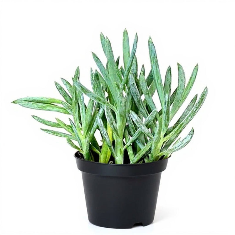 Senecio serpens - Succulent