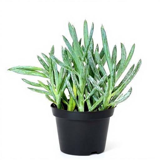 Senecio serpens - Succulent