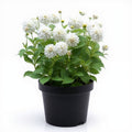 Dahlia White - 5" Pot