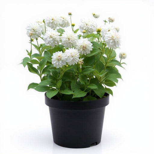 Dahlia White - 5" Pot
