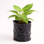 Money Plant