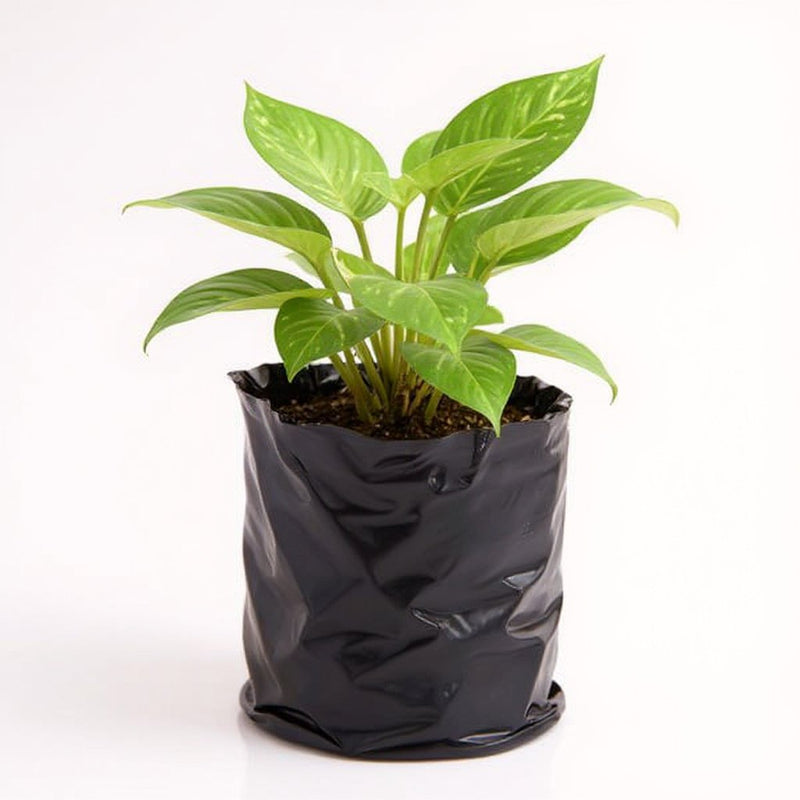 Money Plant