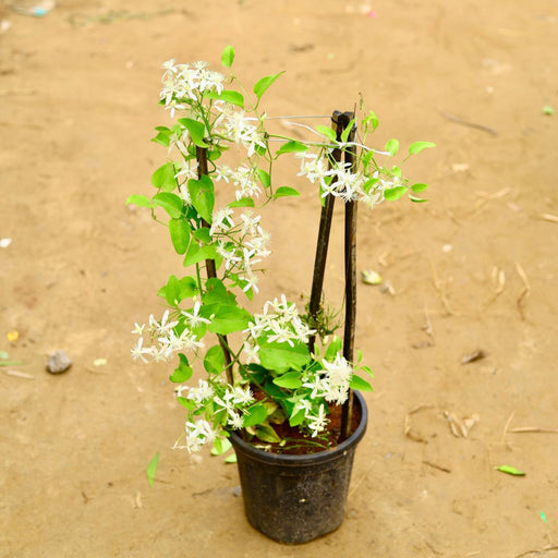 Ranjai Plant - 8" Pot