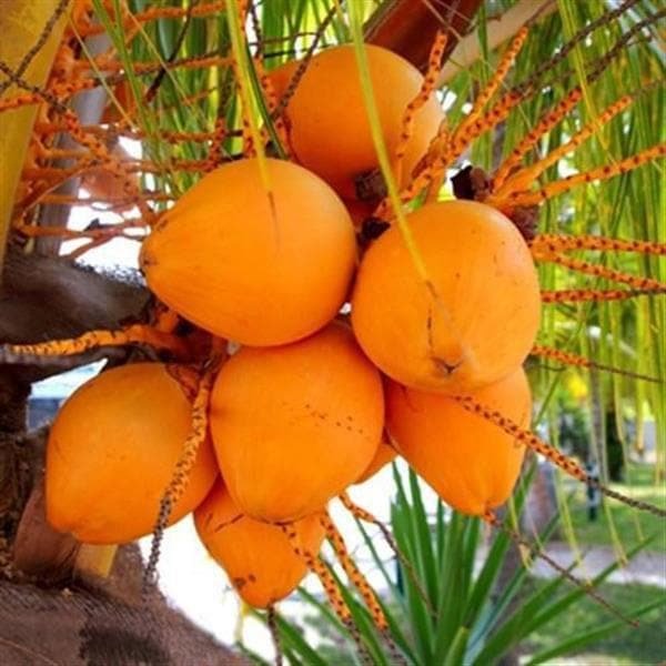Nariyal, Coconut Tree (Golden, Hybrid) Golden - 10" Grow bag
