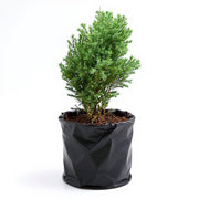 Juniper