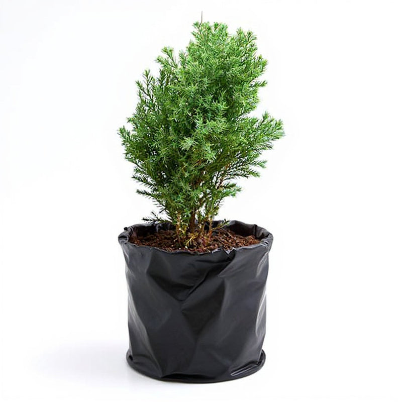 Juniper