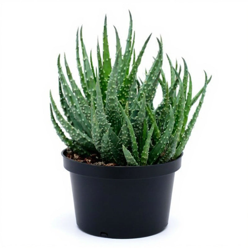 Aloe humilis - Succulent - 3" Pot