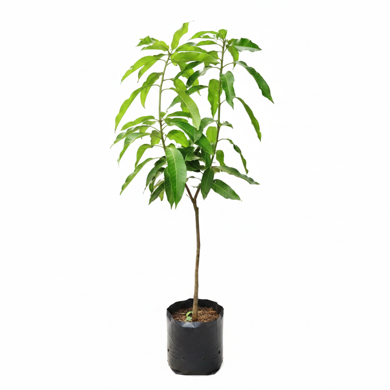 Mango Tree (Amrapali, Grafted) - 10" Grow bag