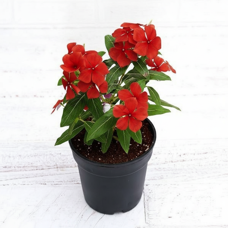 Periwinkle Mixed - 5" Pot