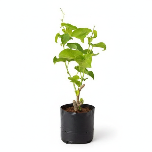 Giloy - 6" Grow bag