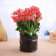 Kalanchoe Pink
