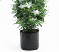 Jasmine Jai - 6" Grow bag