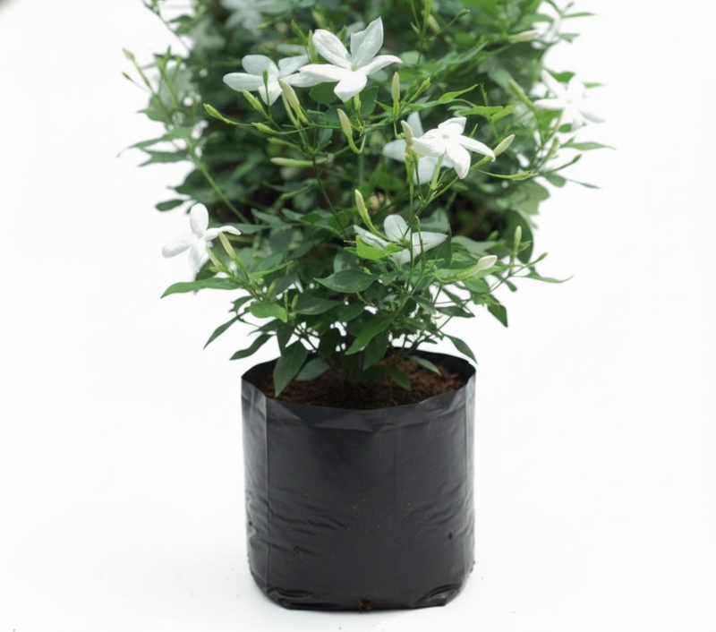 Jasmine Jai - 6" Grow bag