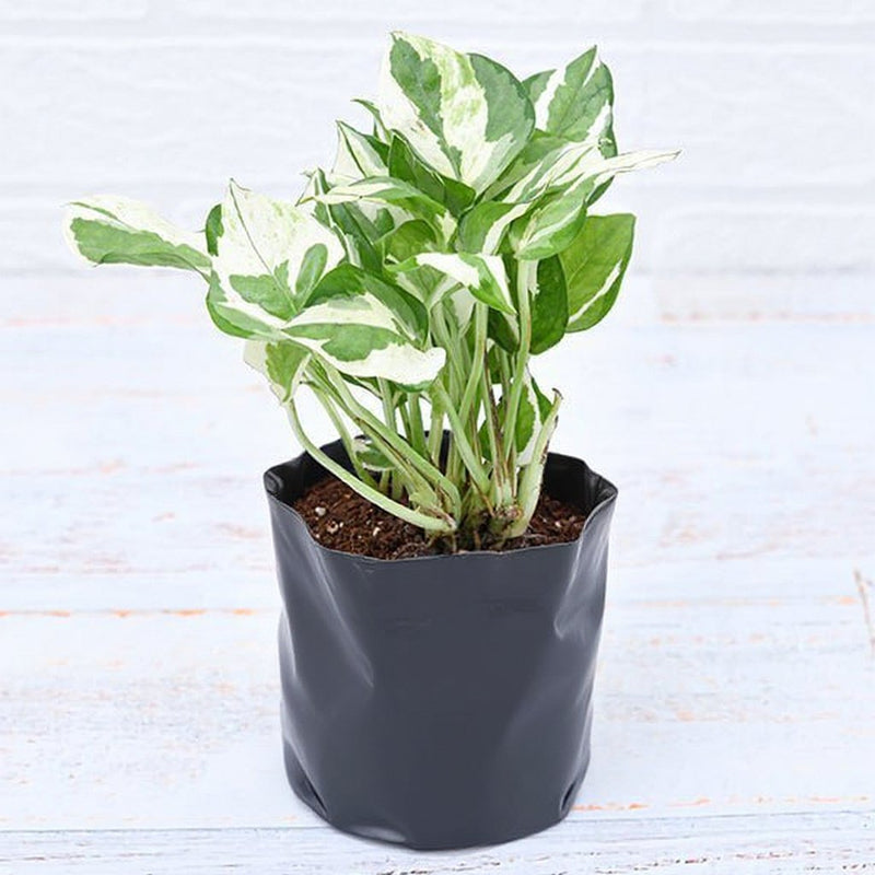 Money Plant Marble Prince, Scindapsus n Joy