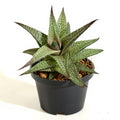 Haworthia venosa - 3" Pot