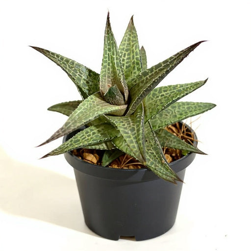 Haworthia venosa - 3" Pot