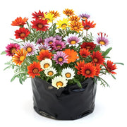Gazania Orange