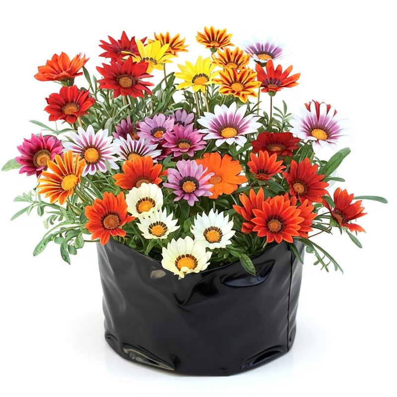 Gazania Orange