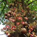 Cannonball Tree - 10" Grow bag