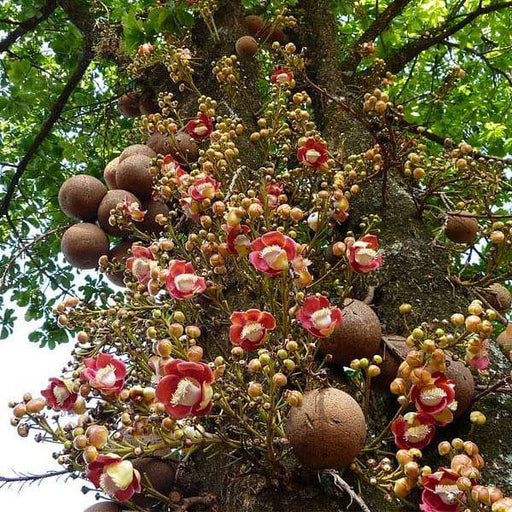 Cannonball Tree - 10" Grow bag