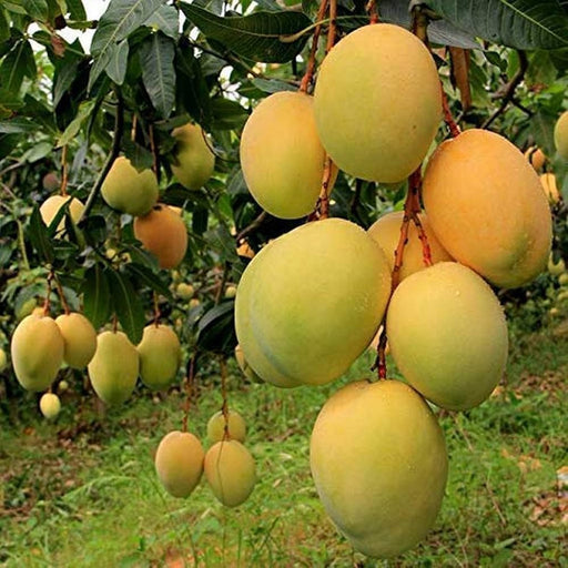 Mango Tree (Alphonso, Grafted) - 10" Grow bag