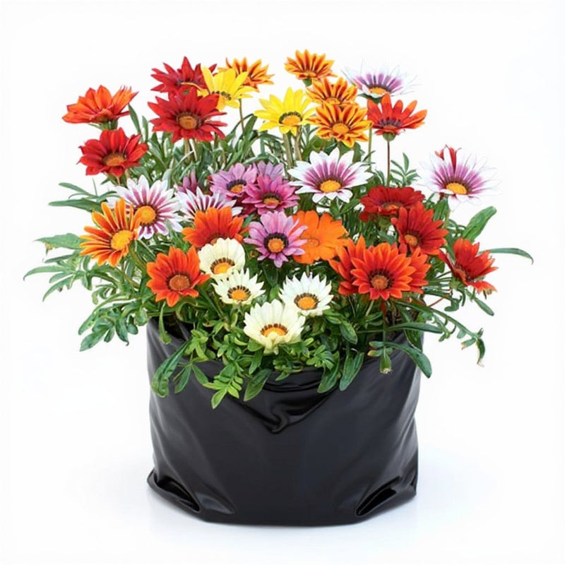 Gazania Pink White