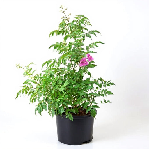 Tecoma Shrub Pink - 10" Grow bag