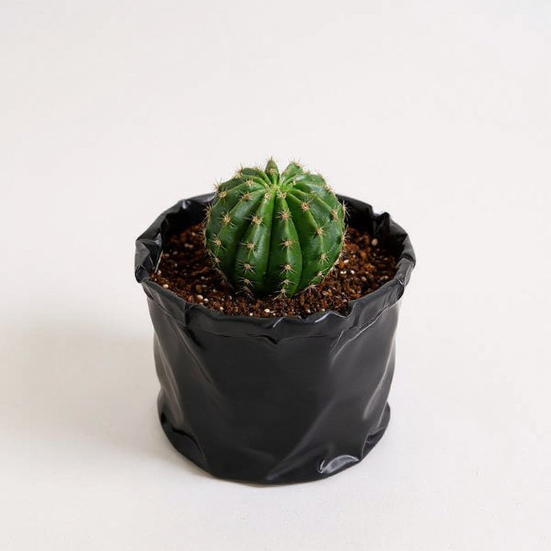 Notocactus roseoluteus - Cactus