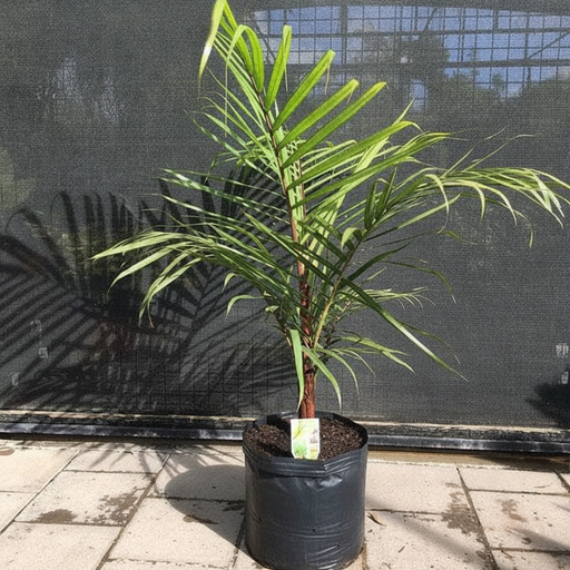 Red Neck Palm - 10" Grow bag