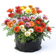 Gazania Yellow-Orange