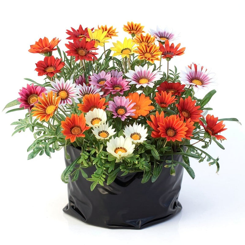 Gazania Yellow-Orange