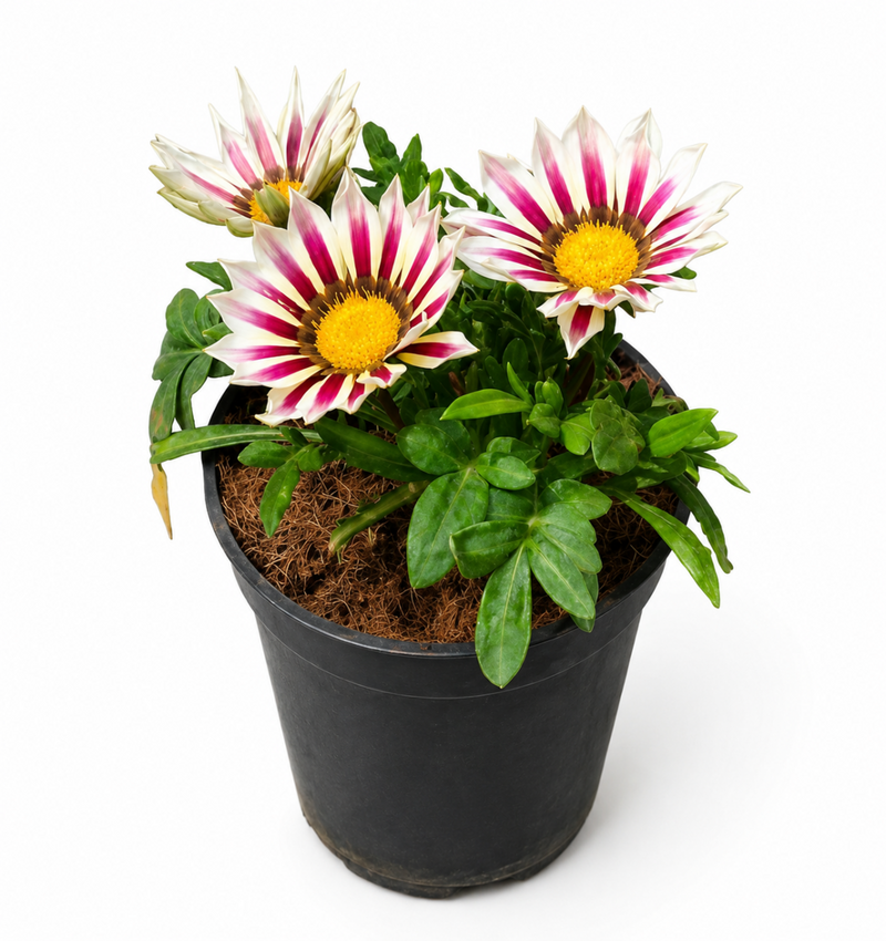 Gazania Pink White - 5" Pot