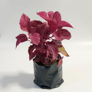 Coleus Maroon